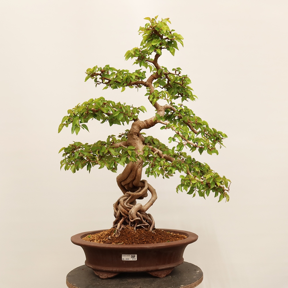 Vonkajší bonsai -Carpinus Coreana - Hrab kórejský