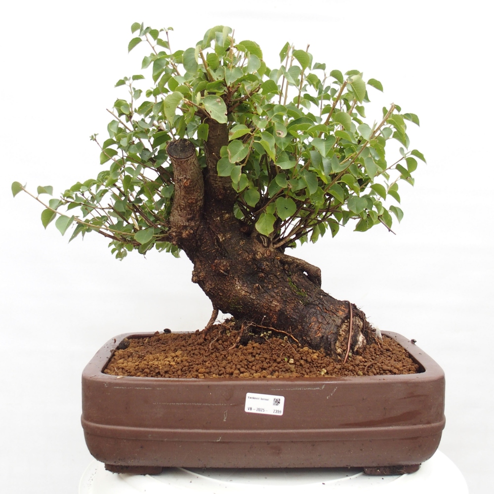 Vonkajšie bonsai - Mahalebka - Prunus mahalieb