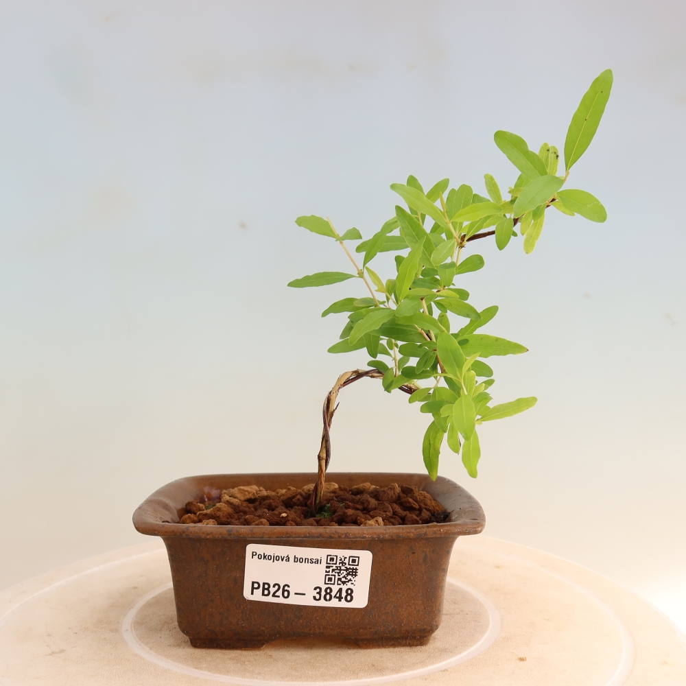 Izbový bonsaj-PUNICA granatum nana-Granátové jablko