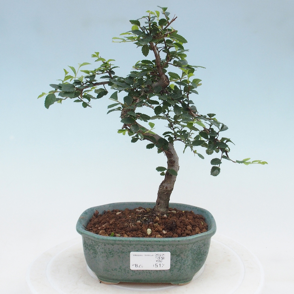Izbová bonsai-malolistá brest 