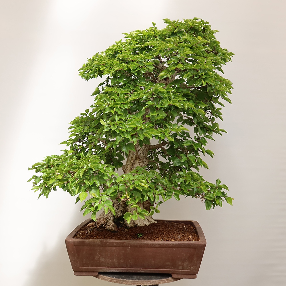 Vonkajší bonsai -Carpinus Coreana - Hrab kórejský
