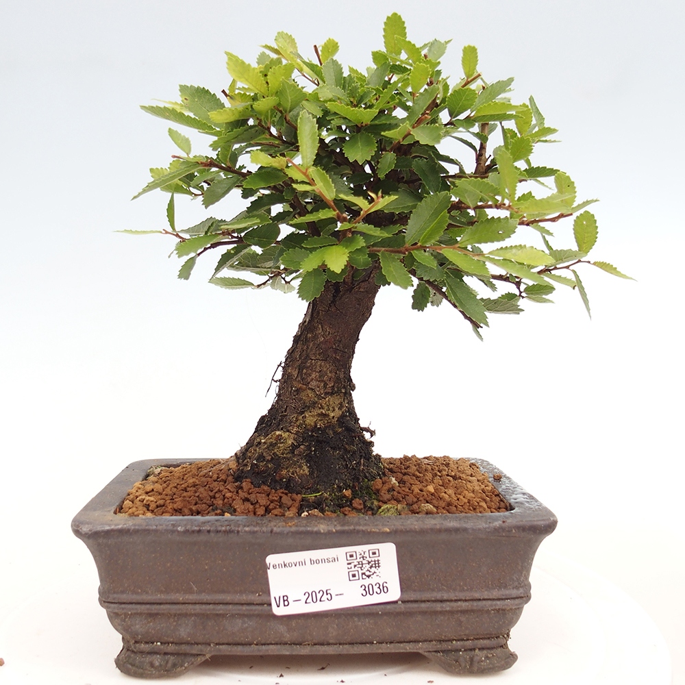 Vonkajšie bonsai - Zelkova - Zelkova Nirom