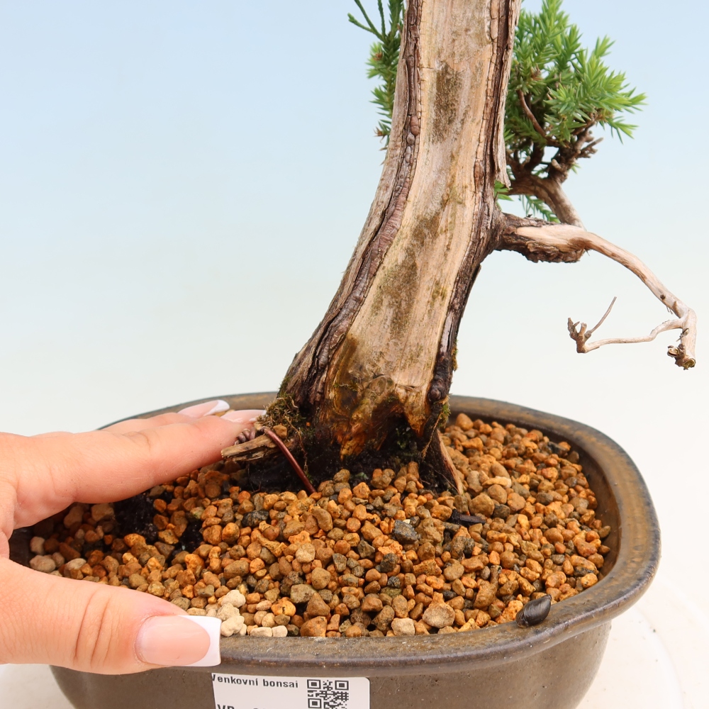 Vonkajší bonsai – Juniperus squamata – Jalovec šupinatý