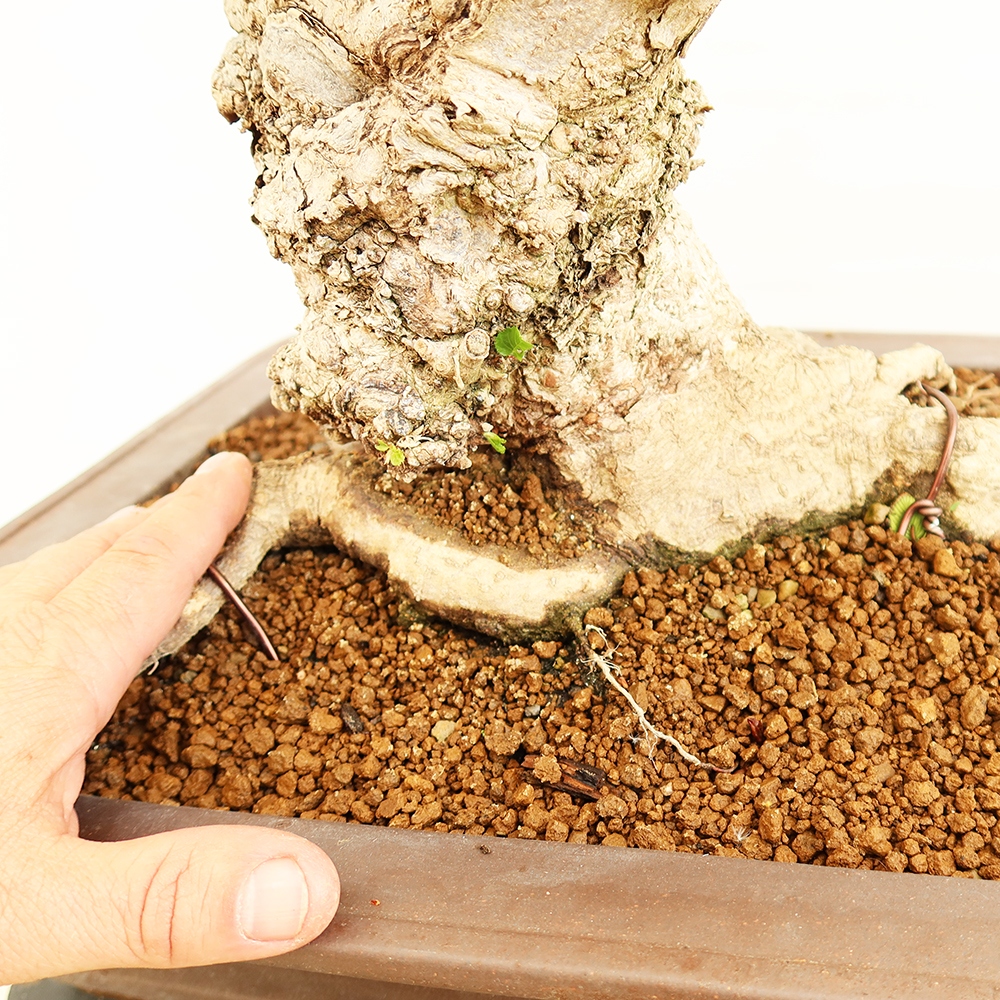 Vonkajší bonsai -Carpinus Coreana - Hrab kórejský