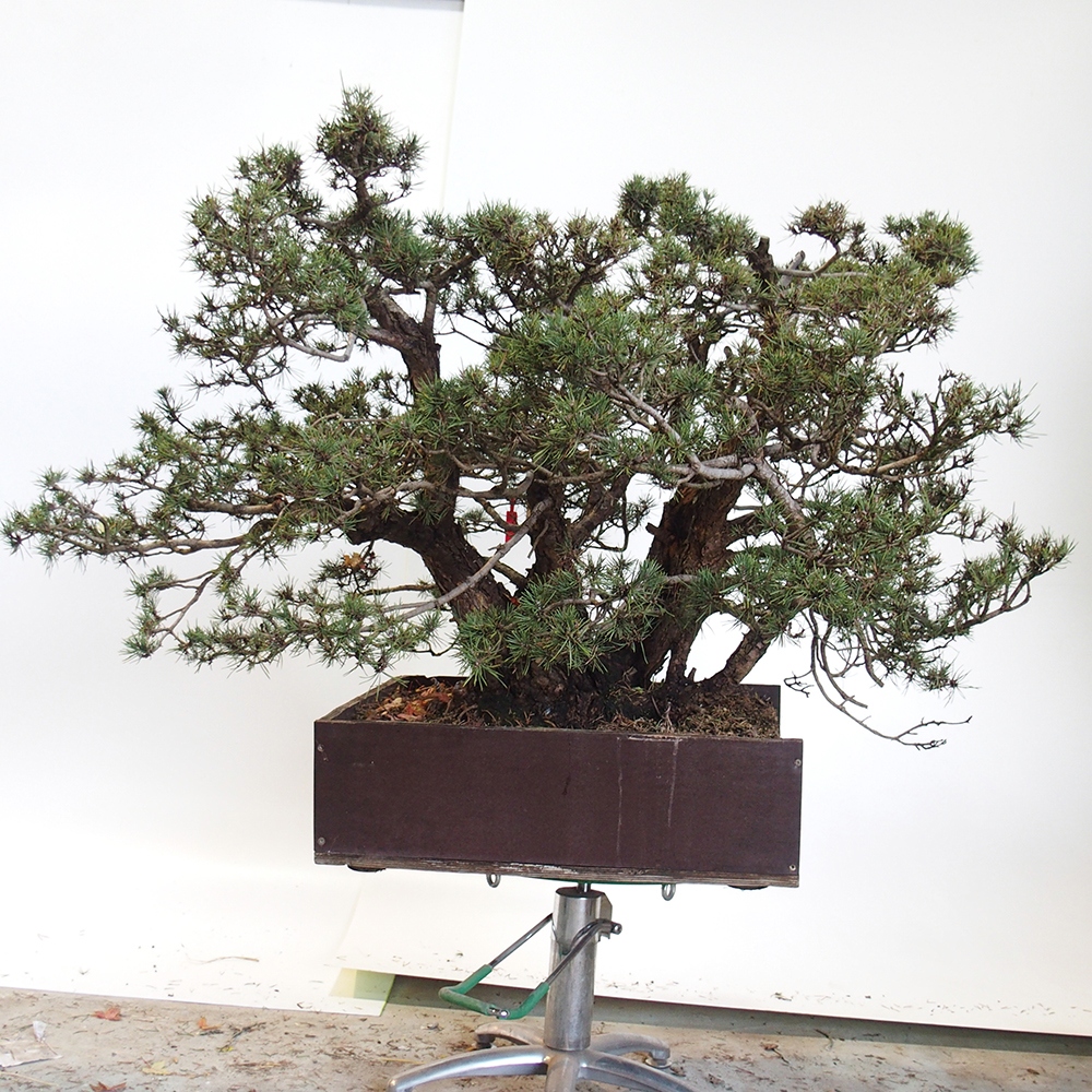 Yamadori - Pinus sylvestris Španielsko