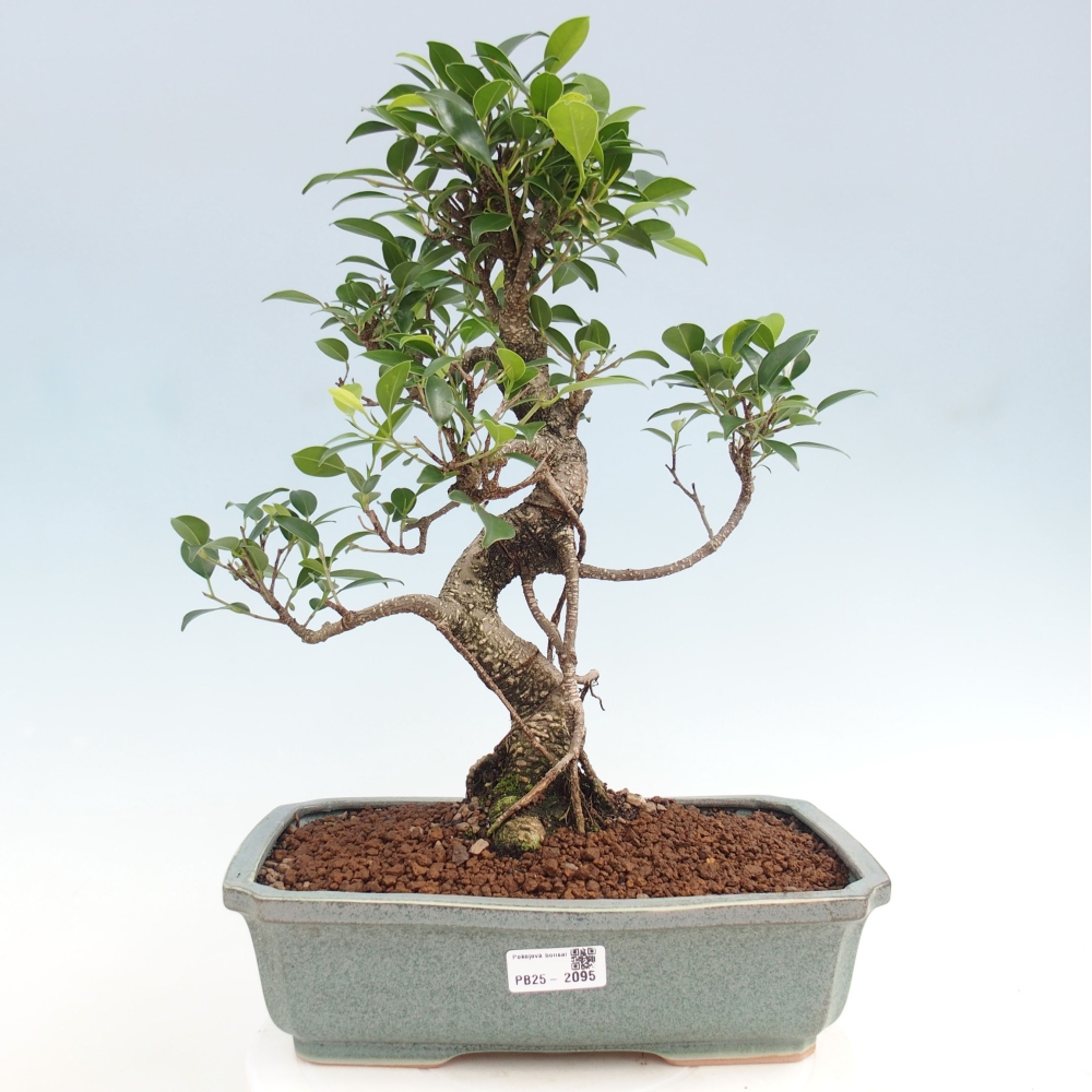 Izbová bonsai - Ficus kimmen - malolistý fikus