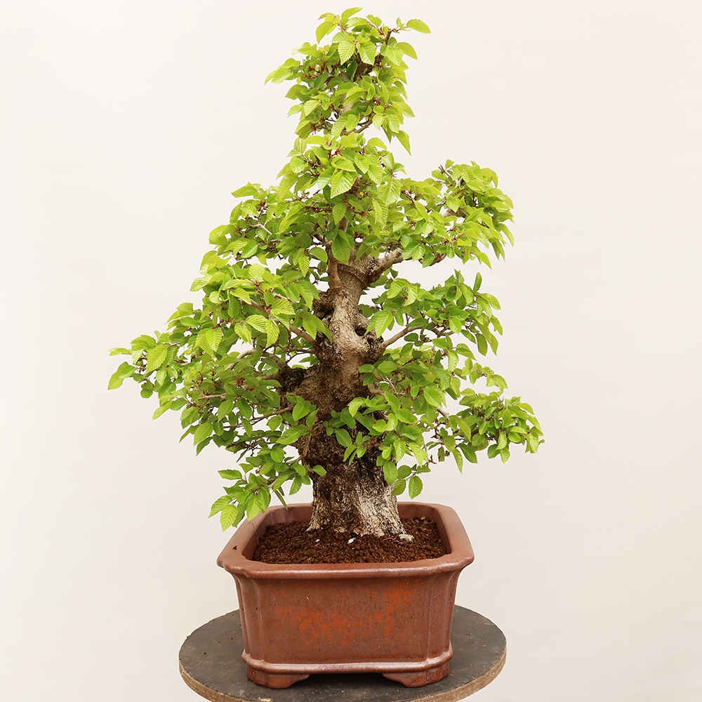 Vonkajší bonsai -Carpinus Coreana - Hrab kórejský