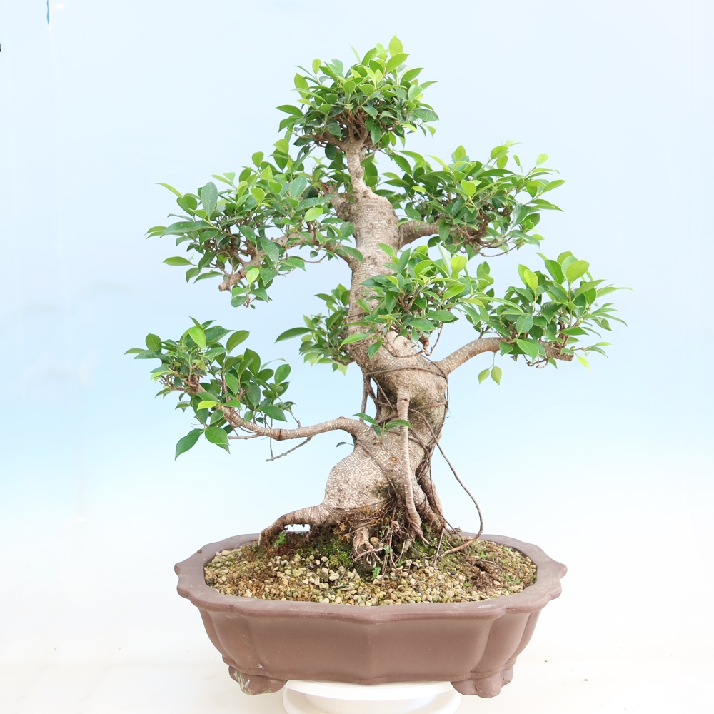 Izbové bonsaje - Ficus kimmen - drobnolistý fikus