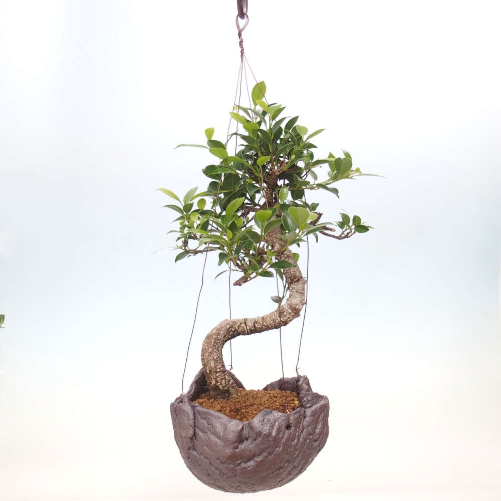 Kokedama v keramike - malolistý ficus - Ficus kimmen