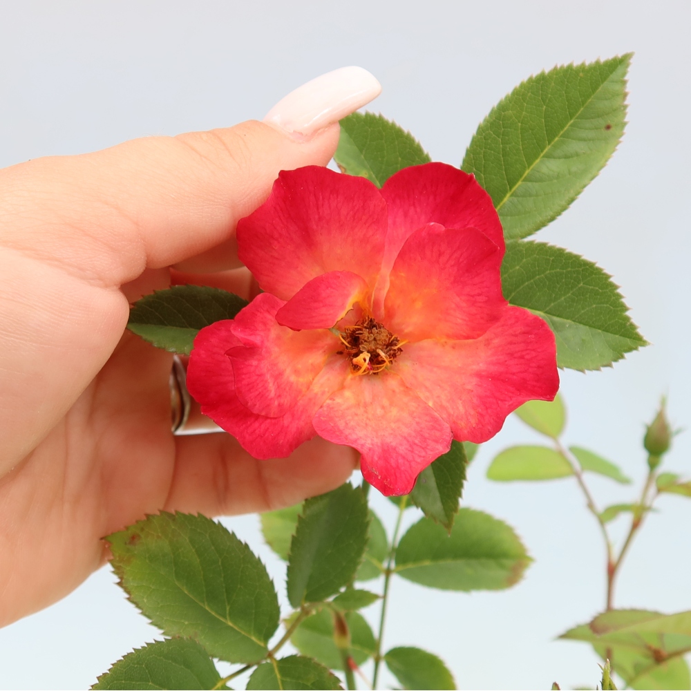 Vonkajšie bonsaje – Rosa Kordes – ruže