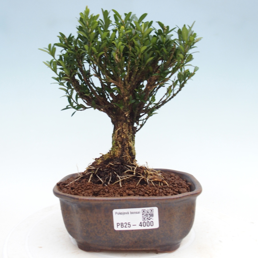 Izbové bonsaje - Buxus harlandii - korkový buxus
