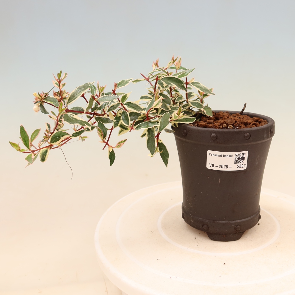 Vonkajší bonsai – Abelia gr. Confetti – Abélie veľkokvetá