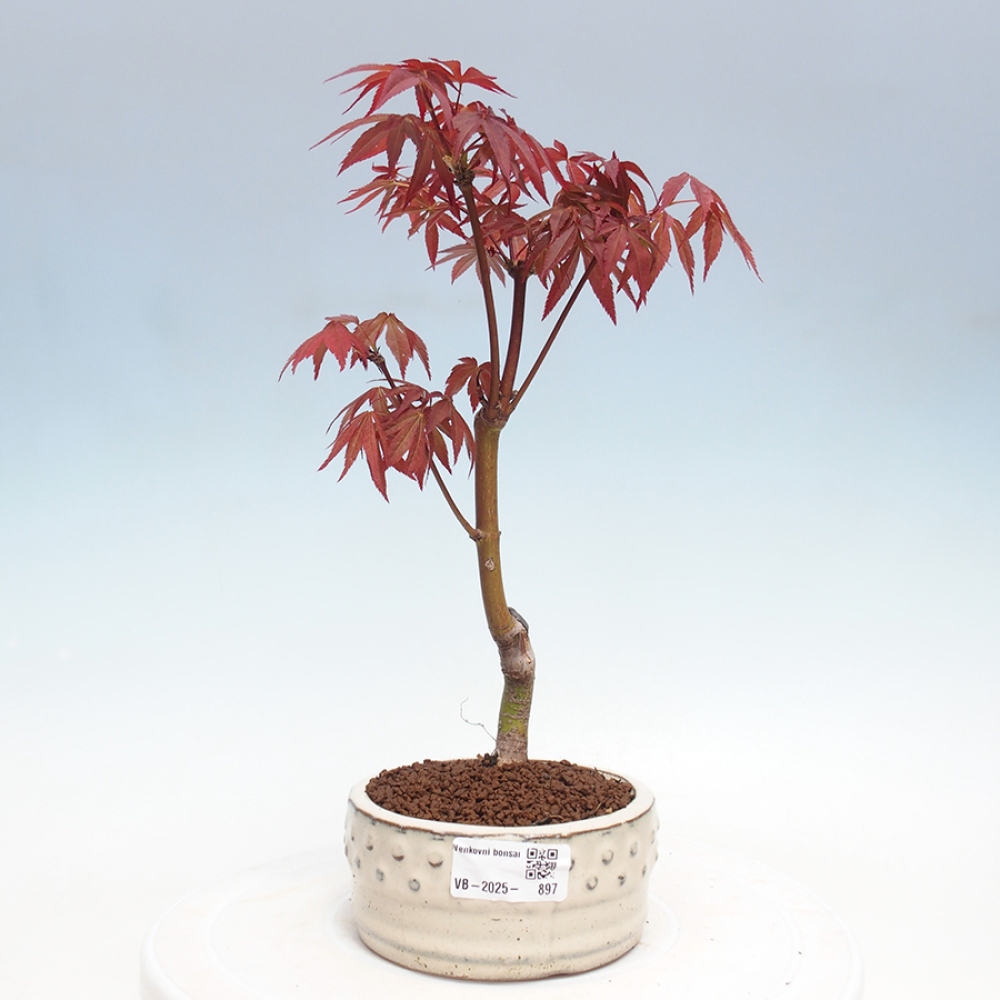 Vonkajší bonsai - Acer palm. Atropurpureum-Javor dlanitolistý