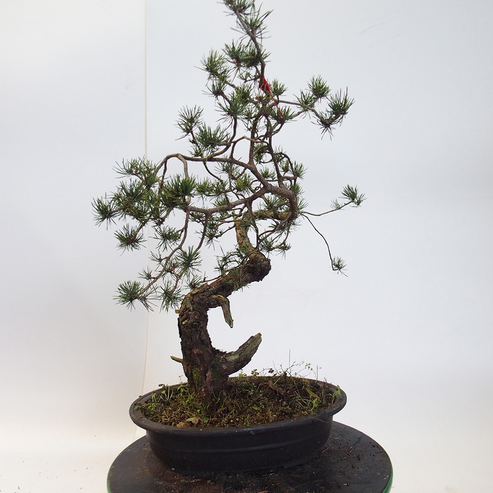 Yamadori - Pinus sylvestris Španielsko
