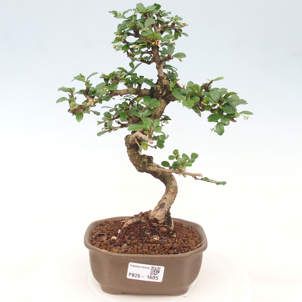 Izbové bonsaje - Carmona macrophylla - Tea fuki