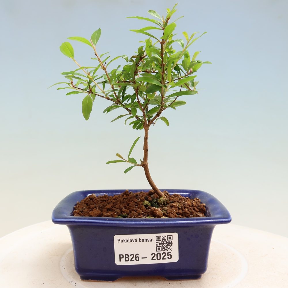 Izbový bonsaj-PUNICA granatum nana-Granátové jablko