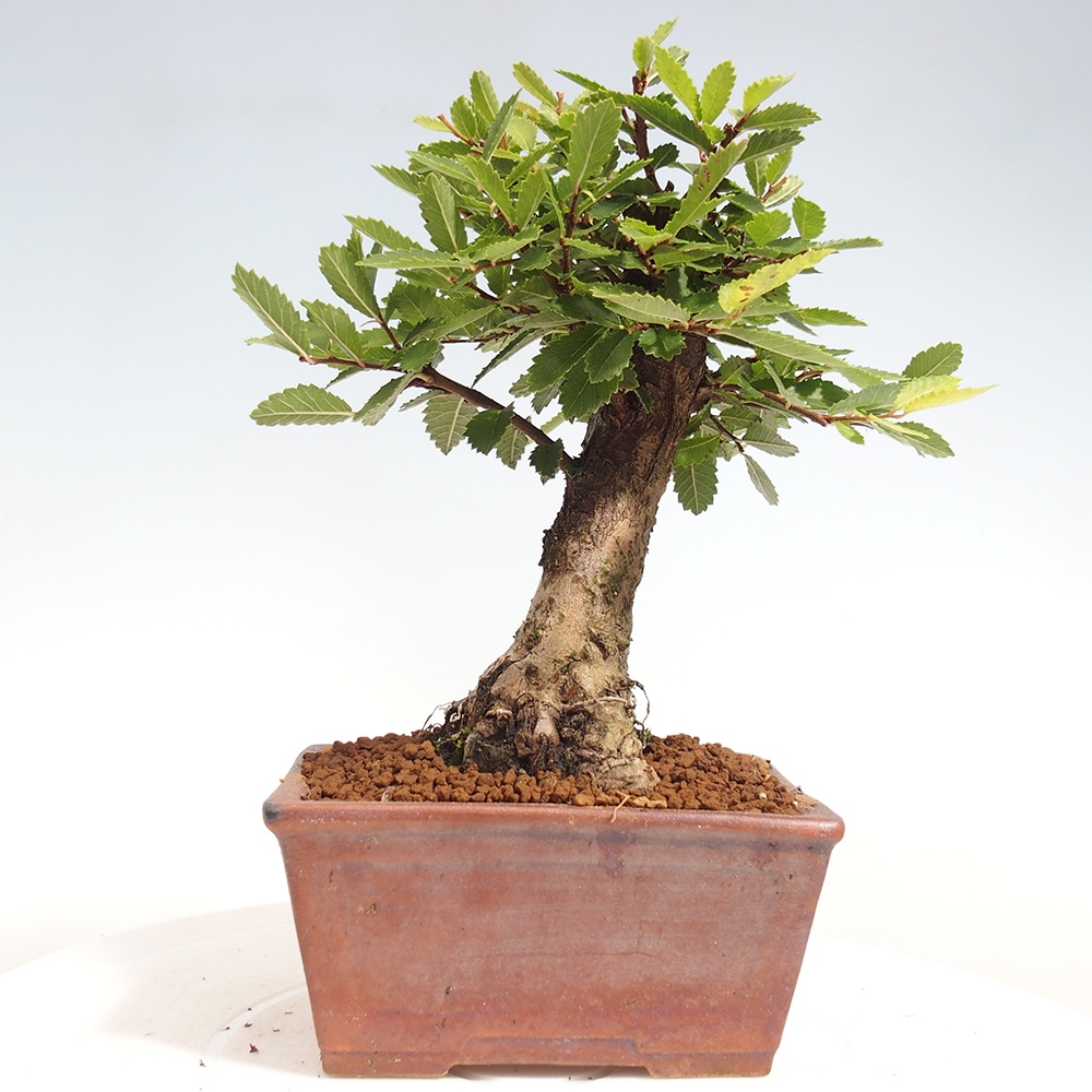 Vonkajšie bonsai - Zelkova - Zelkova Nirom