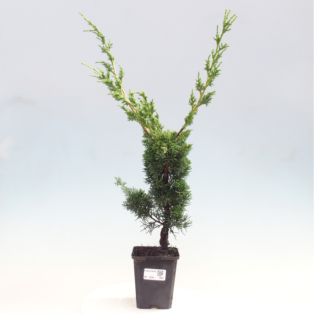 Vonkajší bonsaj - Juniperus chinensis Kishu