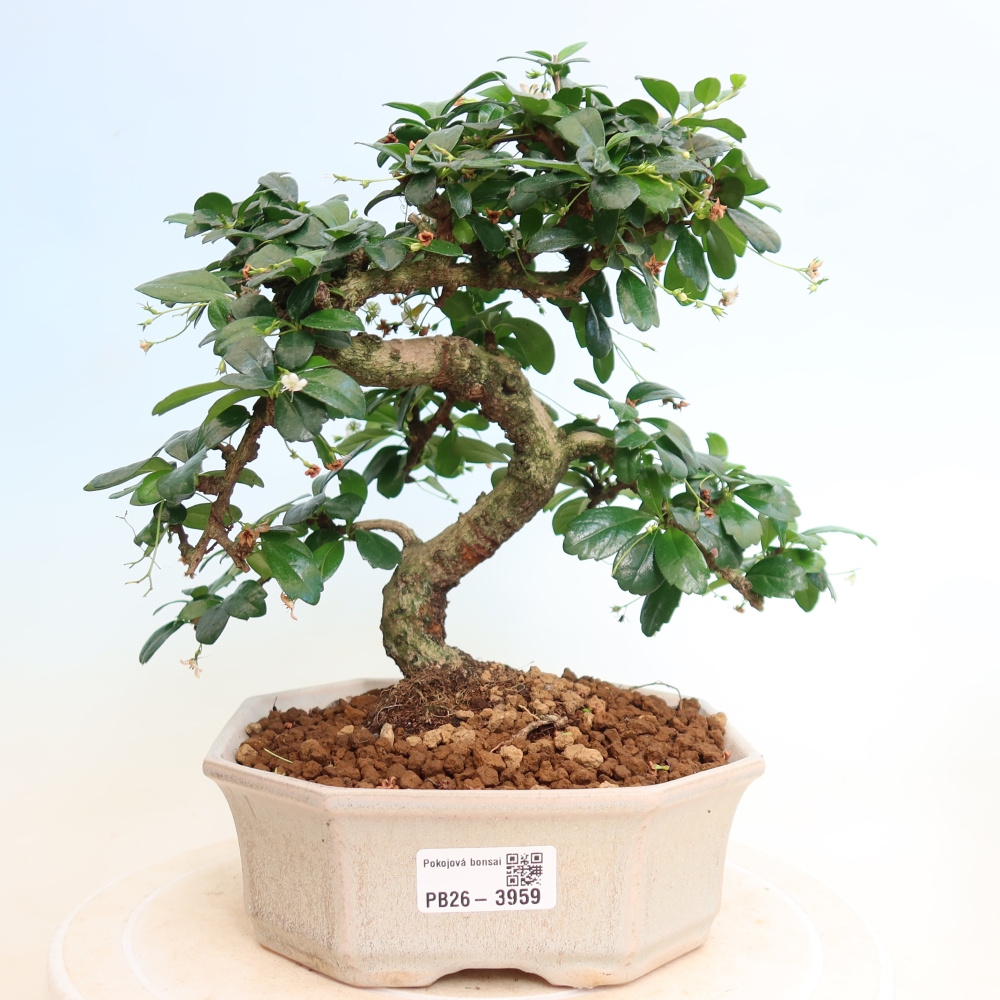 Izbové bonsaje - Carmona macrophylla - Tea fuki