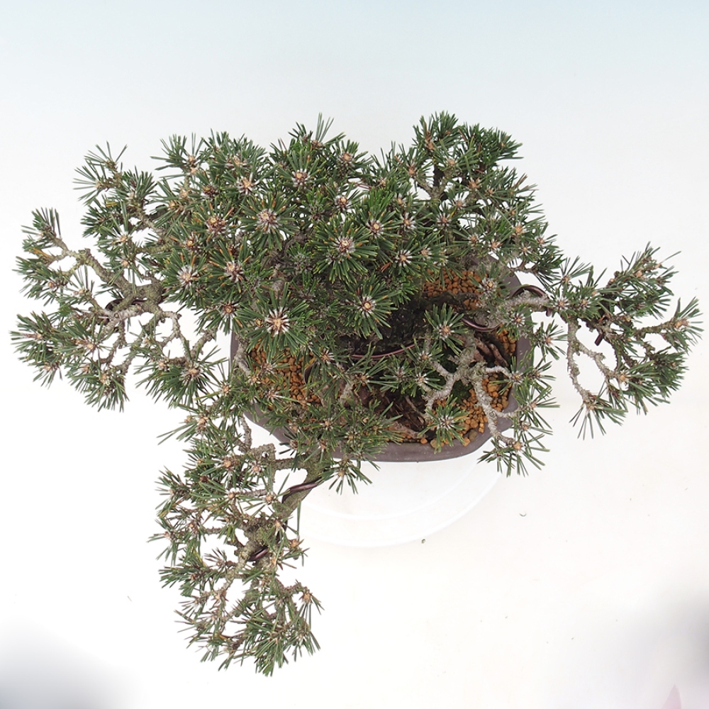 Vonkajší bonsaj - Pinus thunbergii Kotobuki - borovica Thunbergova