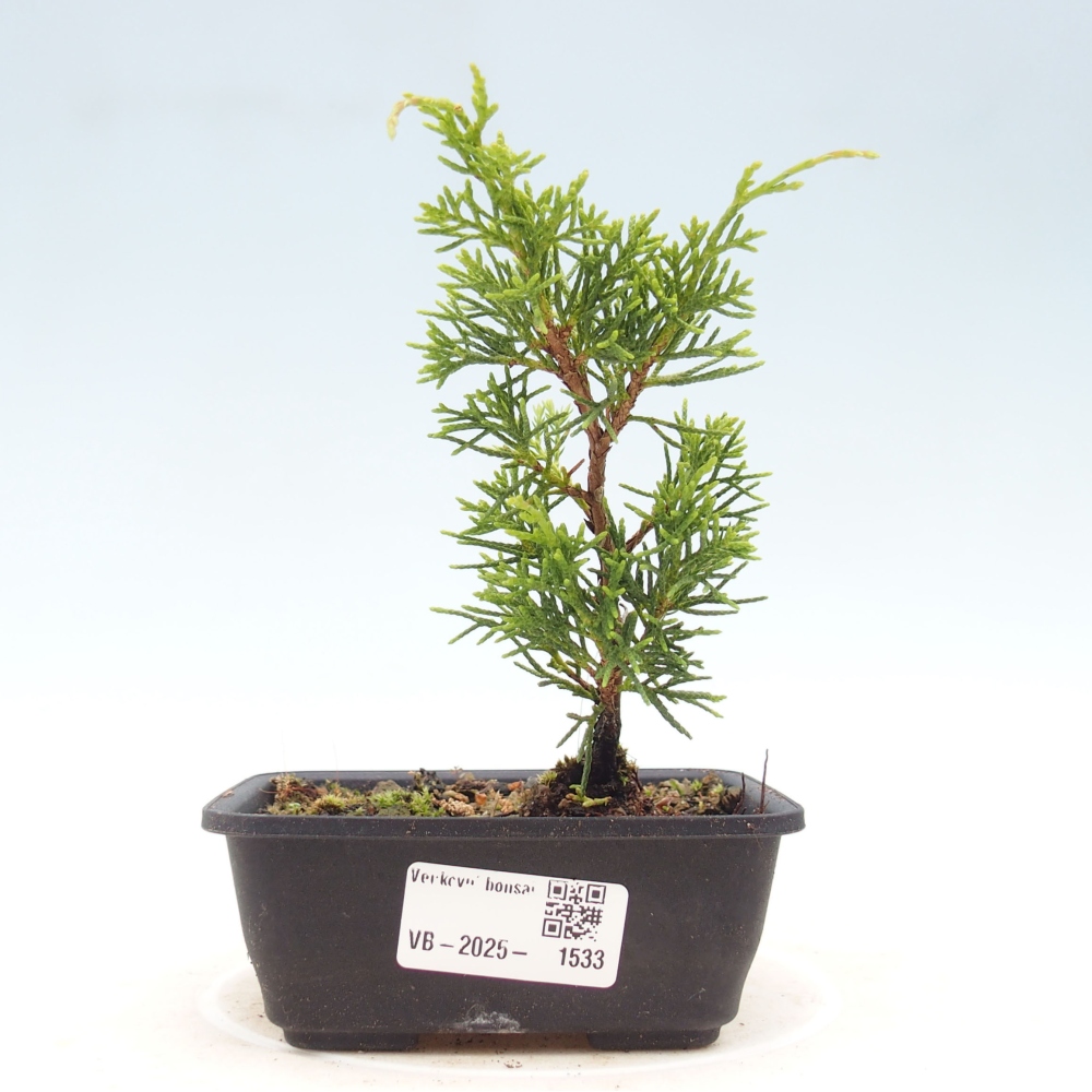 Vonkajší bonsai - Juniperus chinensis Itoigawa -Jalovec čínsky
