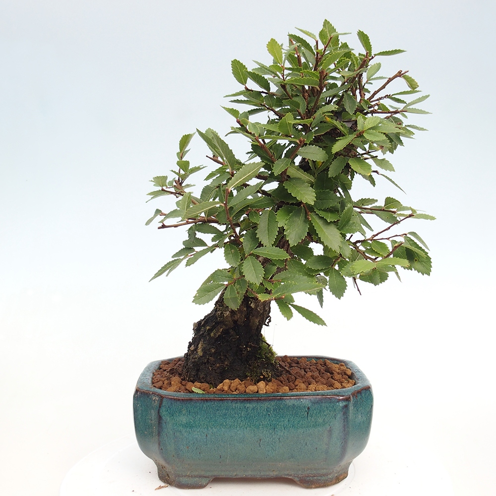 Vonkajšie bonsaje - Zelkova - Zelkova NIRE