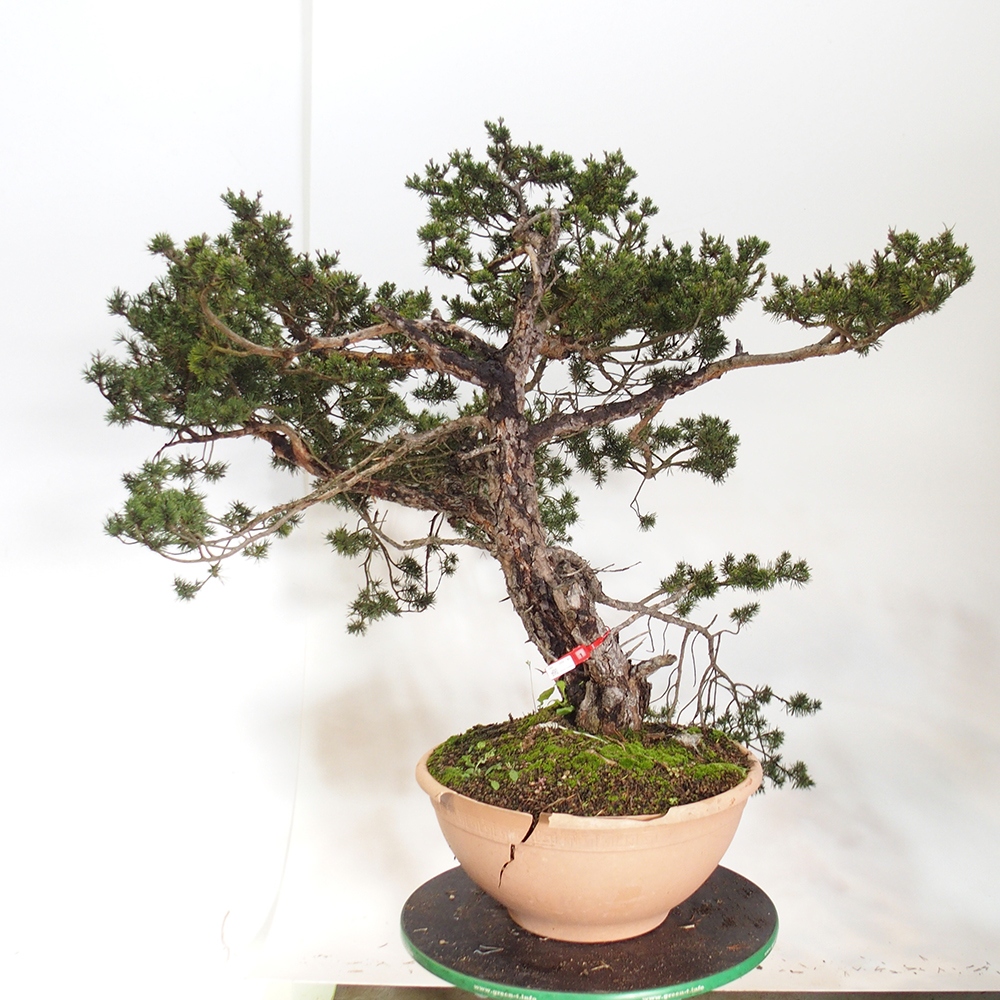 Yamadori - Pinus sylvestris Španielsko