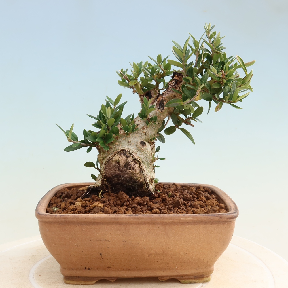 Izbový bonsaj - Olea europaea sylvestris