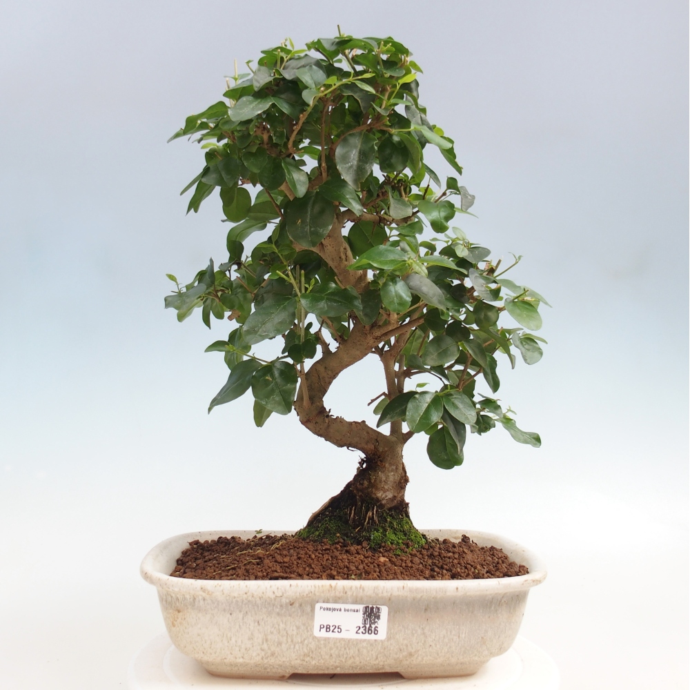 Izbová bonsai -Ligustrum chinensis - Vtáčí zob