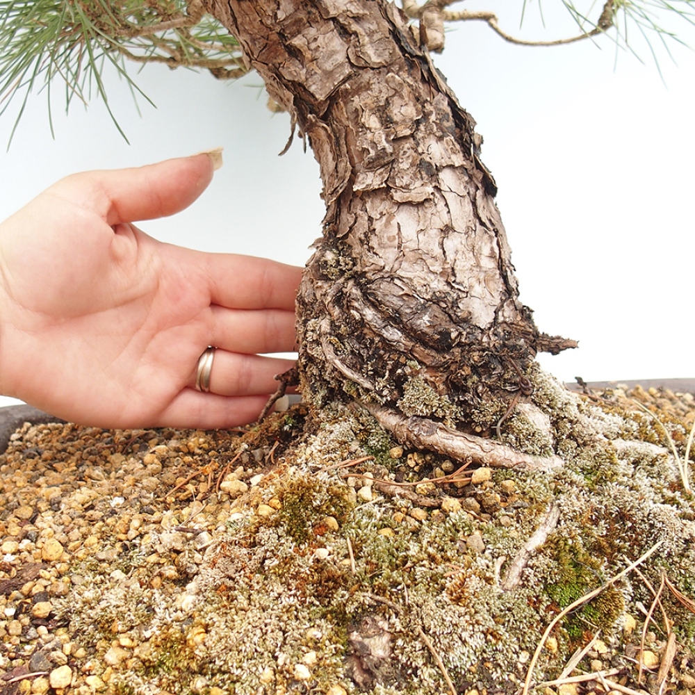 Vonkajšie bonsaje - Pinus thunbergii - borovica Thunbergova