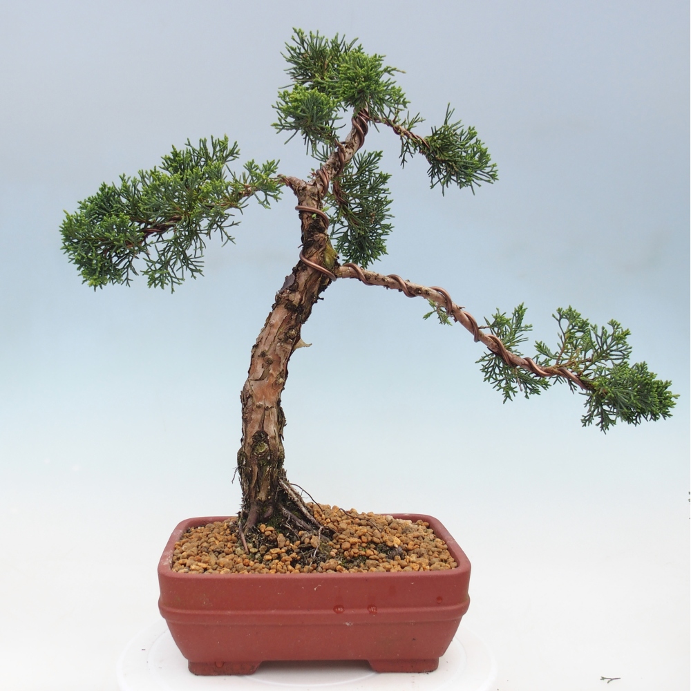 Vonkajší bonsaj - Juniperus chinensis Kishu