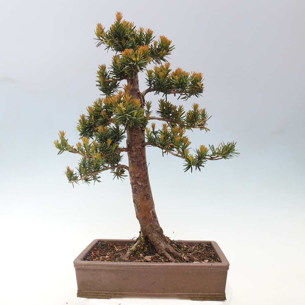 Vonkajší bonsai - Taxus cuspidata - Tis japonský
