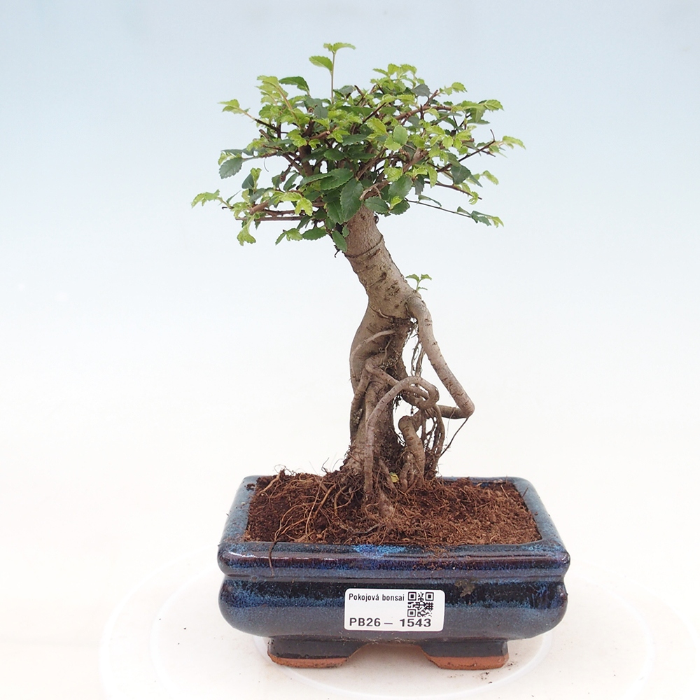 Izbový bonsaj - Ulmus parvifolia - brest malolistý