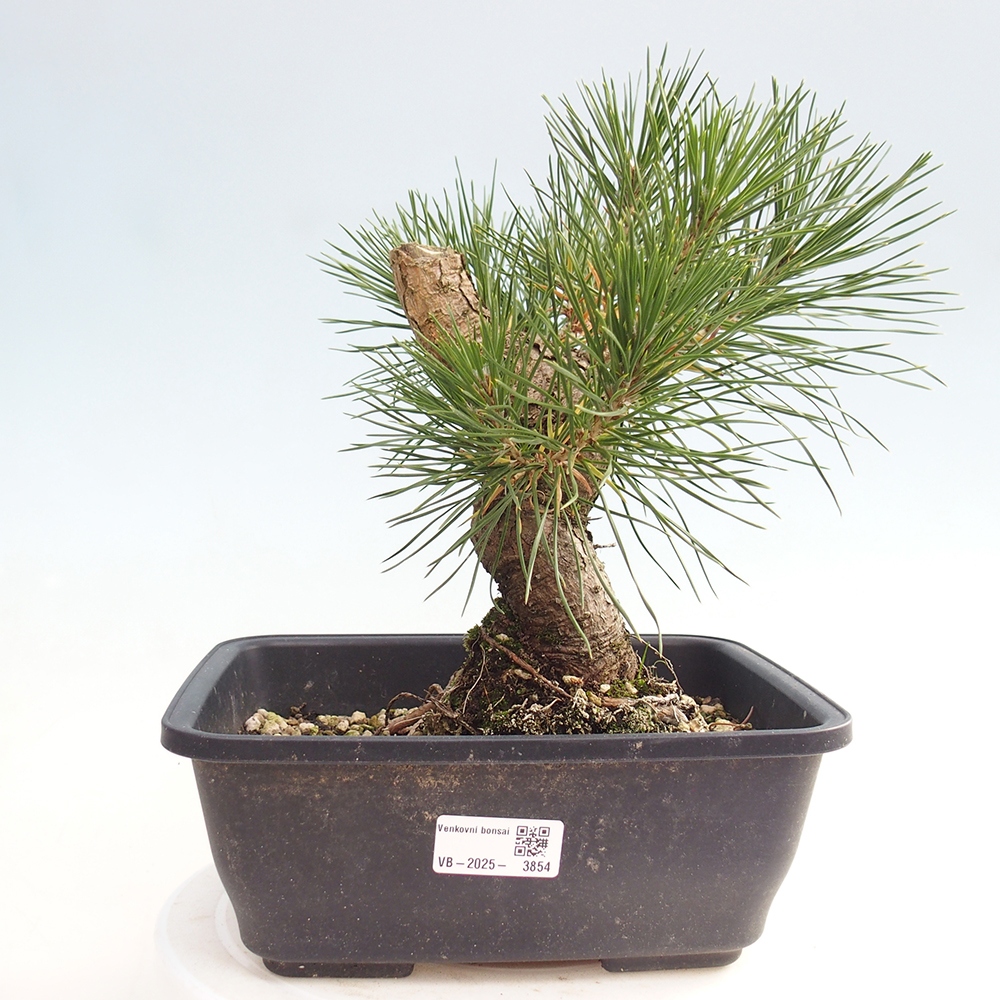 Vonkajšie bonsaje - Pinus thunbergii - borovica Thunbergova
