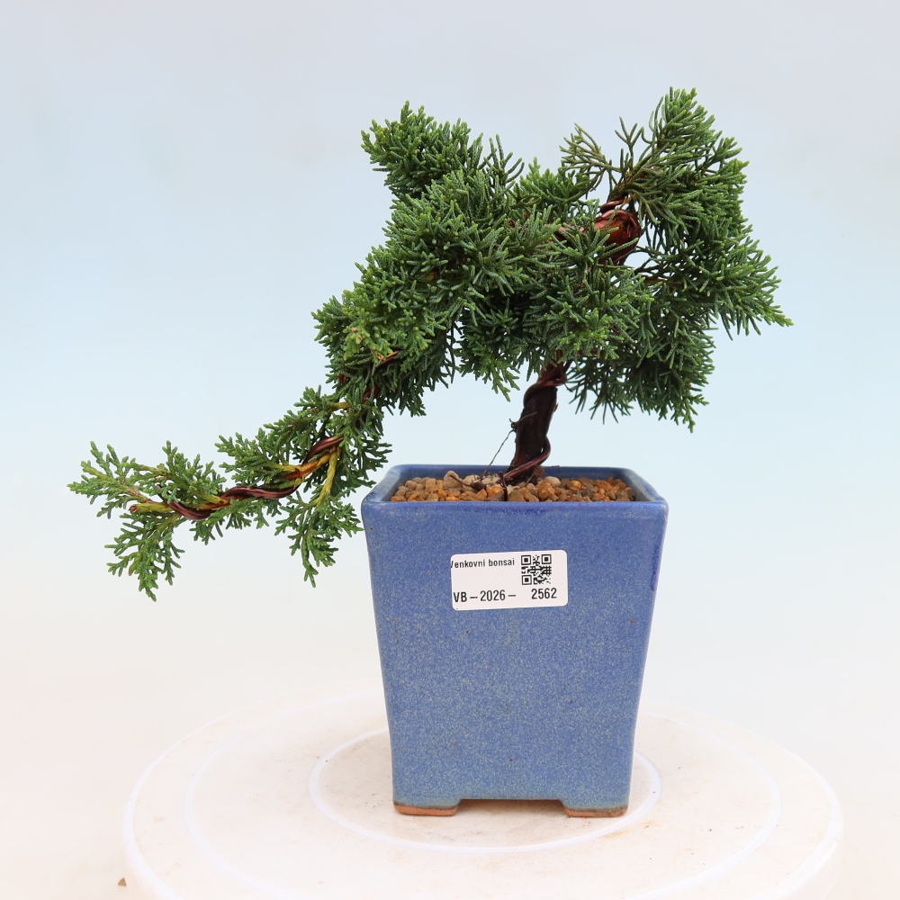 Vonkajší bonsaj - Juniperus chinensis Kishu