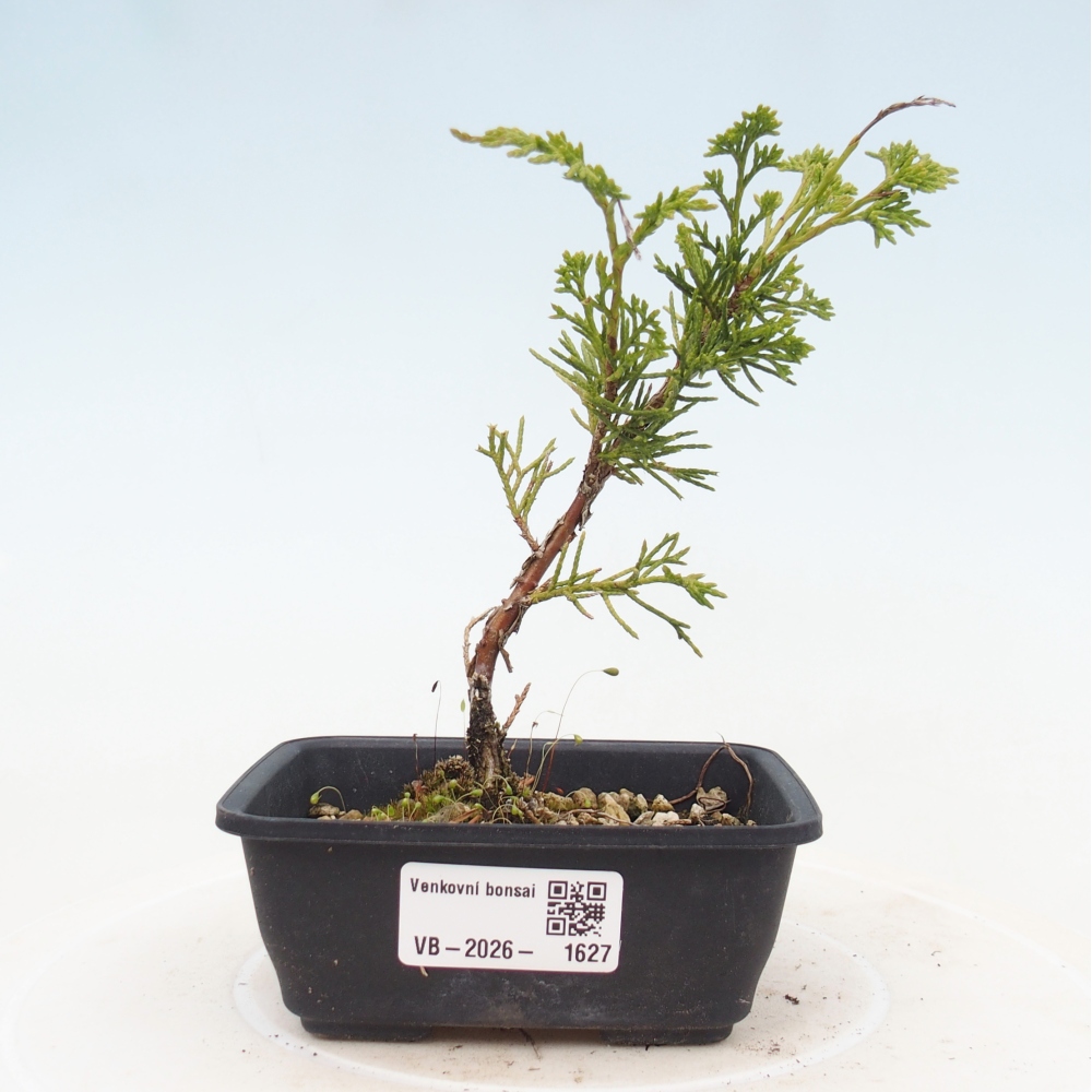Vonkajší bonsaj - Juniperus chinensis Itoigawa