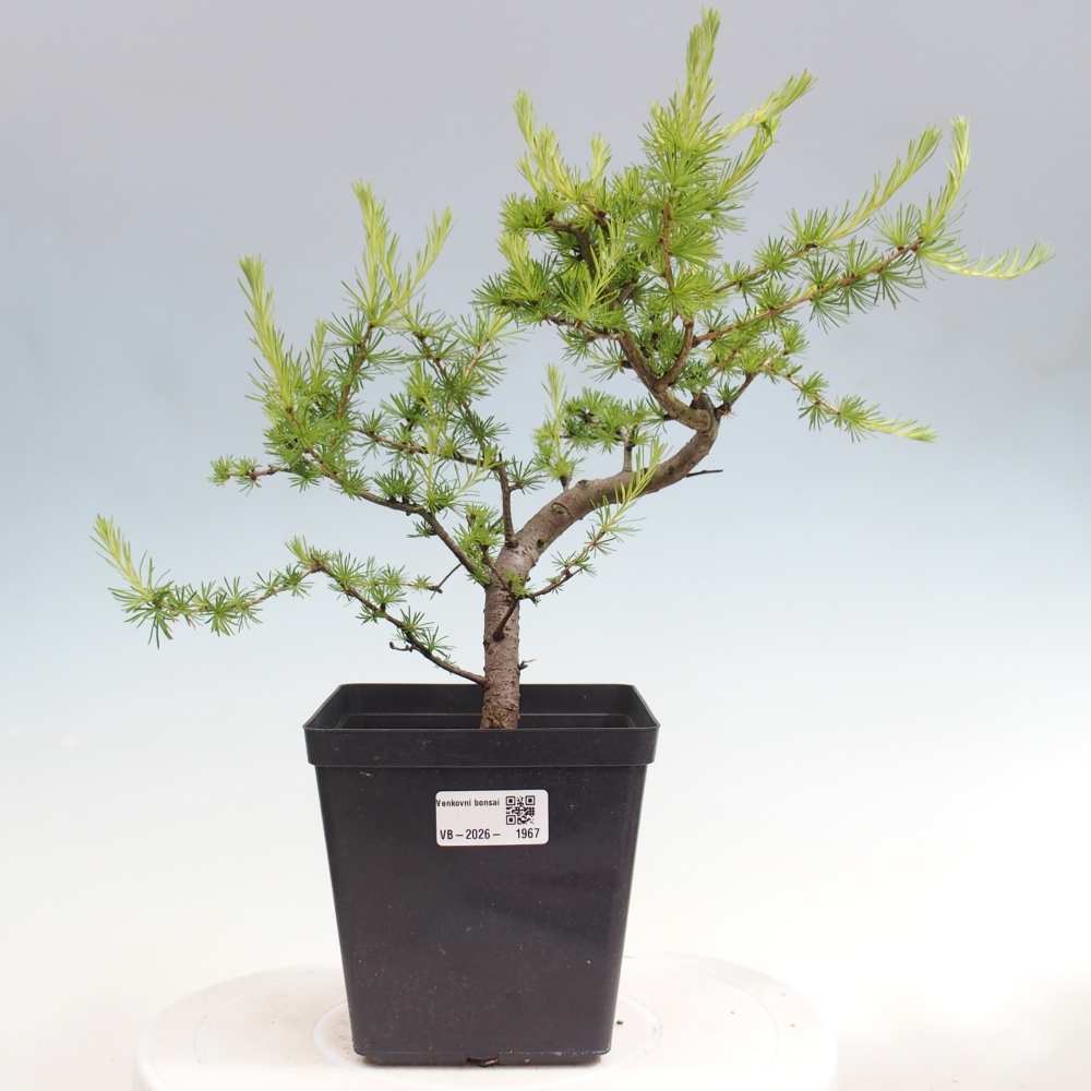 Vonkajšie bonsaje -Larix decidua - Smrekovec