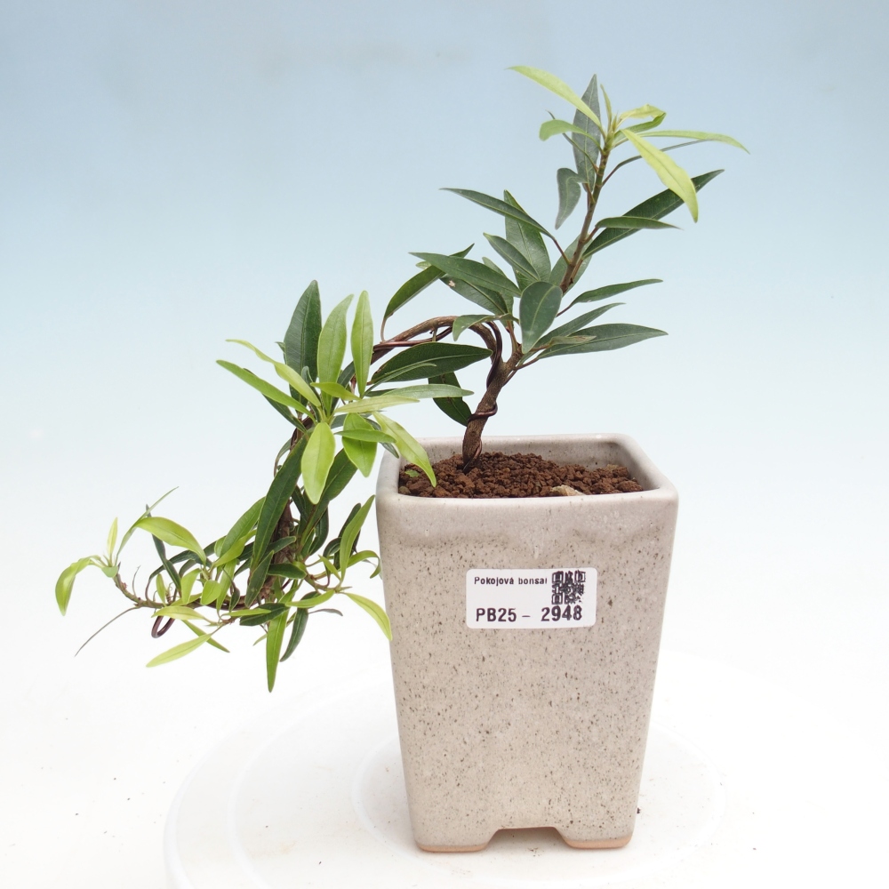 Izbová bonsai - Ficus nerifolia - malolistý fikus