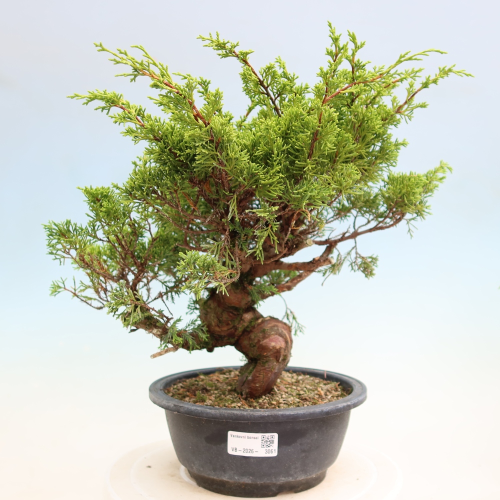 Vonkajší bonsai – Juniperus chinensis Itoigawa – čínsky jalovec