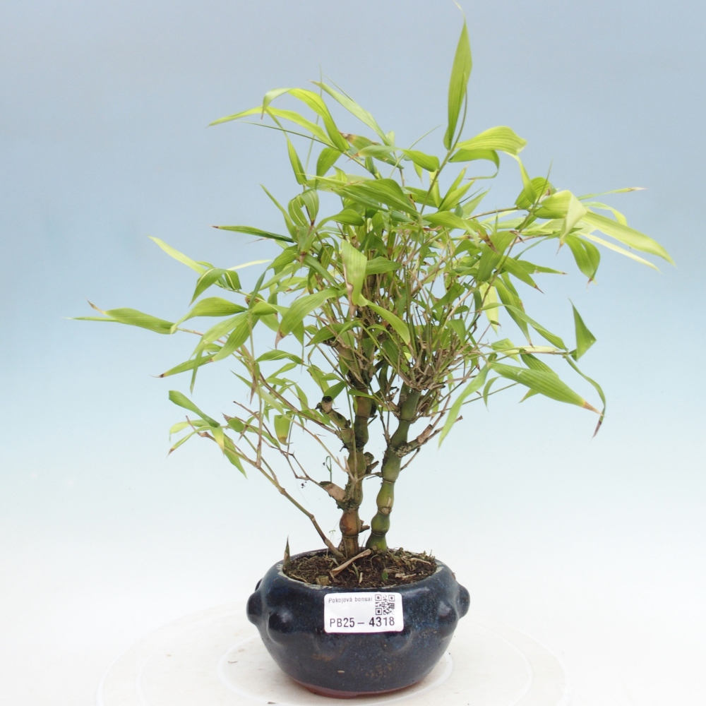 Izbové bonsaje - Bambusové brucho - Bambusové brucho