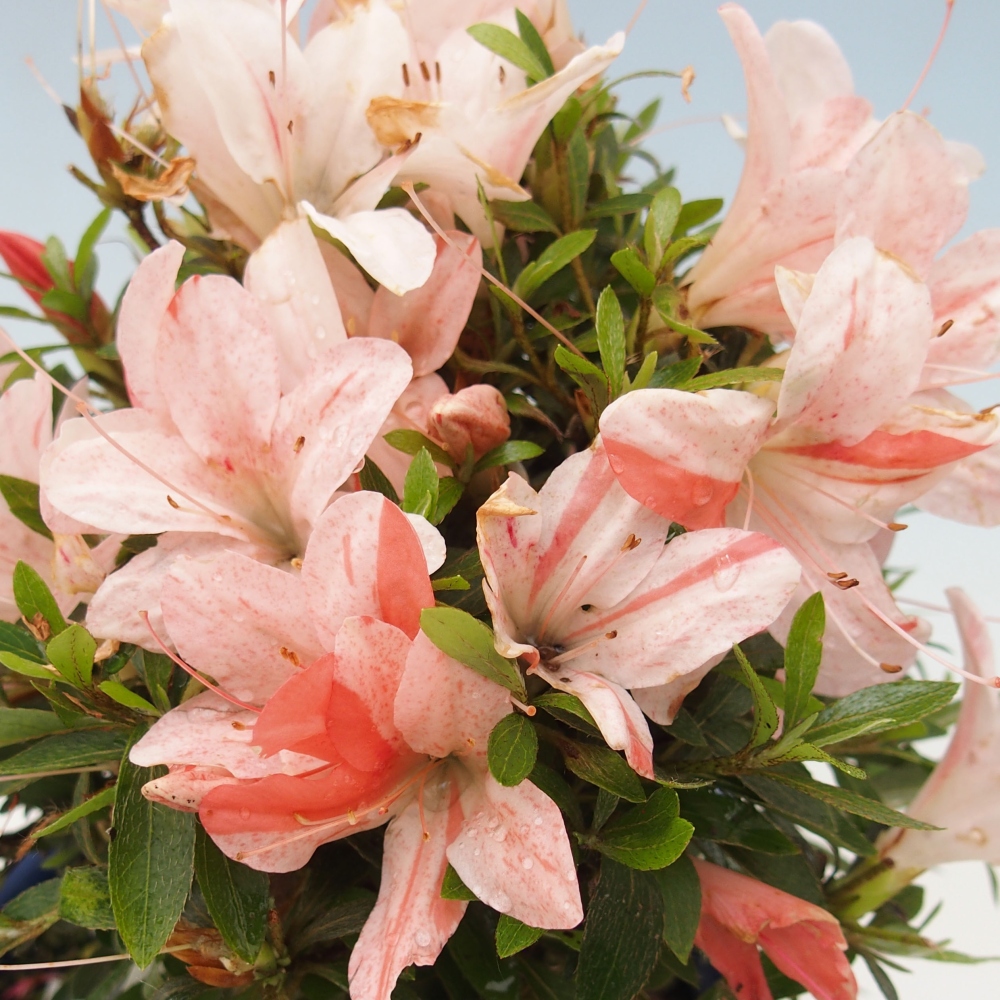Vonkajší bonsai - Japonská azalka -  Azalea Nikko