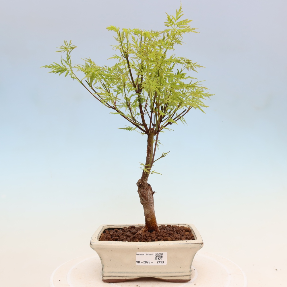 Vonkajší bonsai – Acer palmatum Dissectum – javor dlaňolistý 