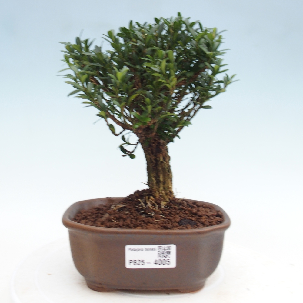 Izbové bonsaje - Buxus harlandii - korkový buxus