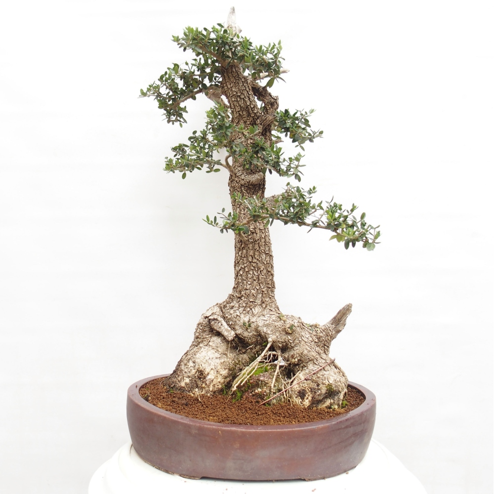 Izbová bonsai - Olea europaea sylvestris -Oliva evropská drobnolistá
