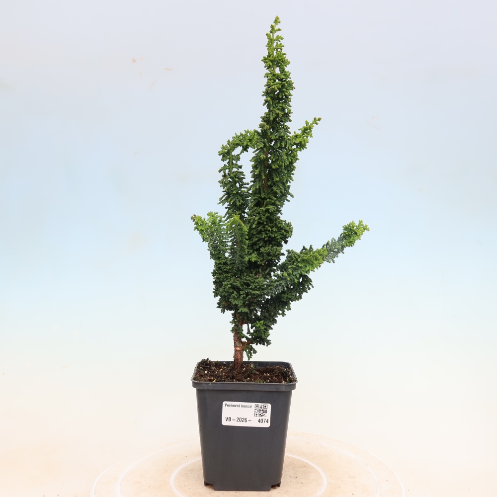 Vonkajší bonsaj - Cham. obtusa SEKKA HINOKI - Cypruštek