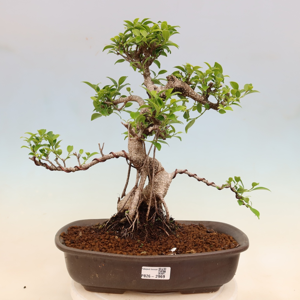 Izbové bonsaje - Ficus kimmen - drobnolistý fikus
