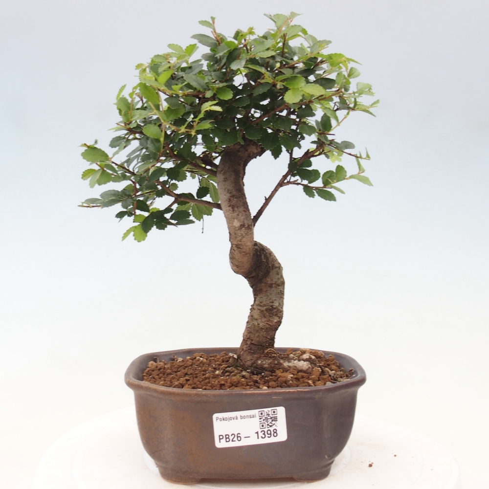 Izbový bonsaj - Ulmus parvifolia - brest malolistý
