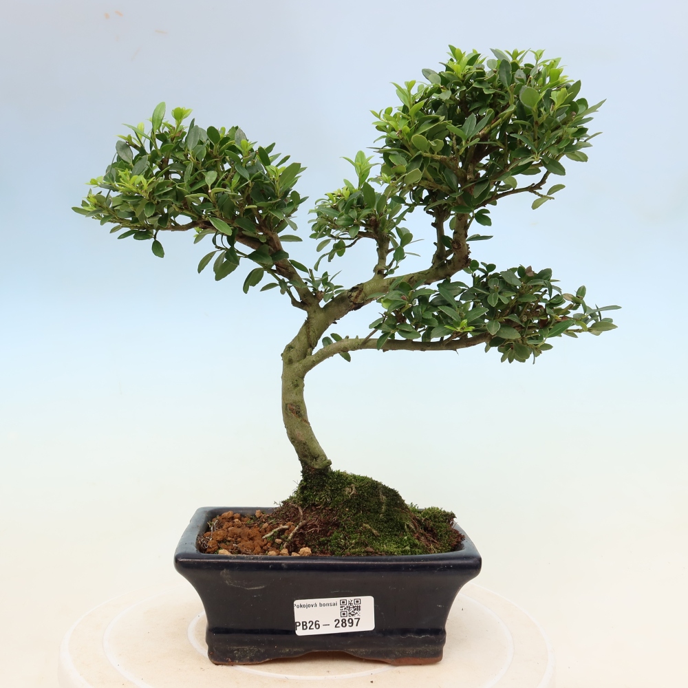 Izbový bonsaj - Ilex crenata - Cesmína