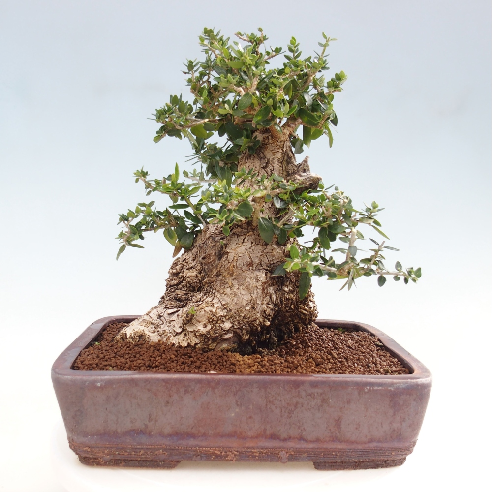 Izbová bonsai - Olea europaea sylvestris -Oliva evropská drobnolistá