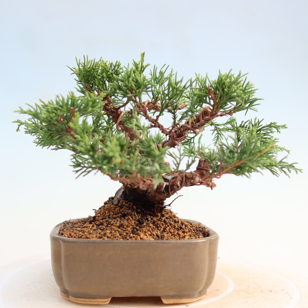 Vonkajší bonsai - Juniperus chinensis Itoigawa -Jalovec čínsky